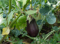 Image of eggplant