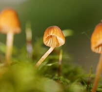 Image of Galerina hypnorum (Schrank) Kühner 1935