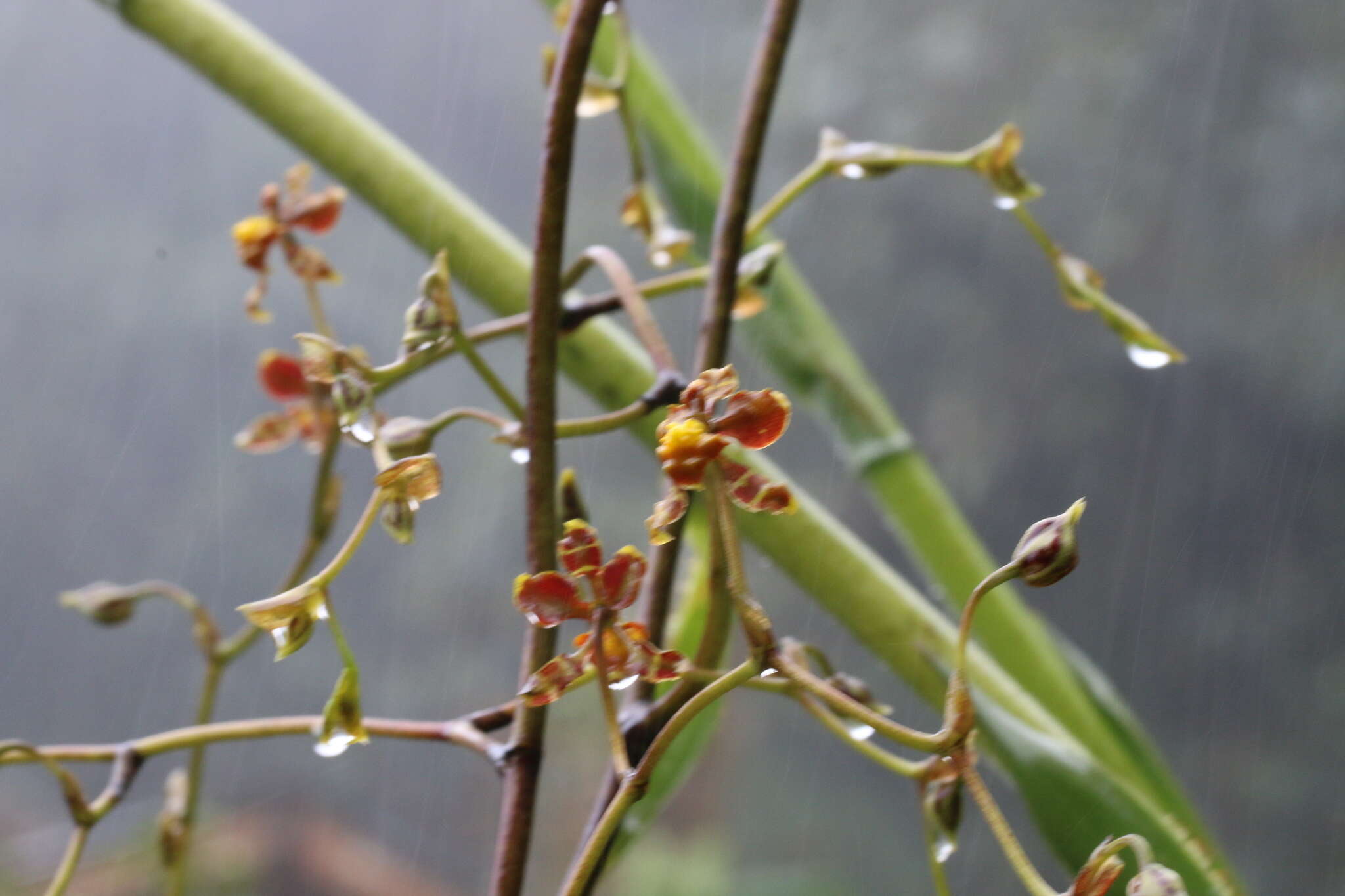 Image of Cyrtochilum myanthum (Lindl.) Kraenzl.