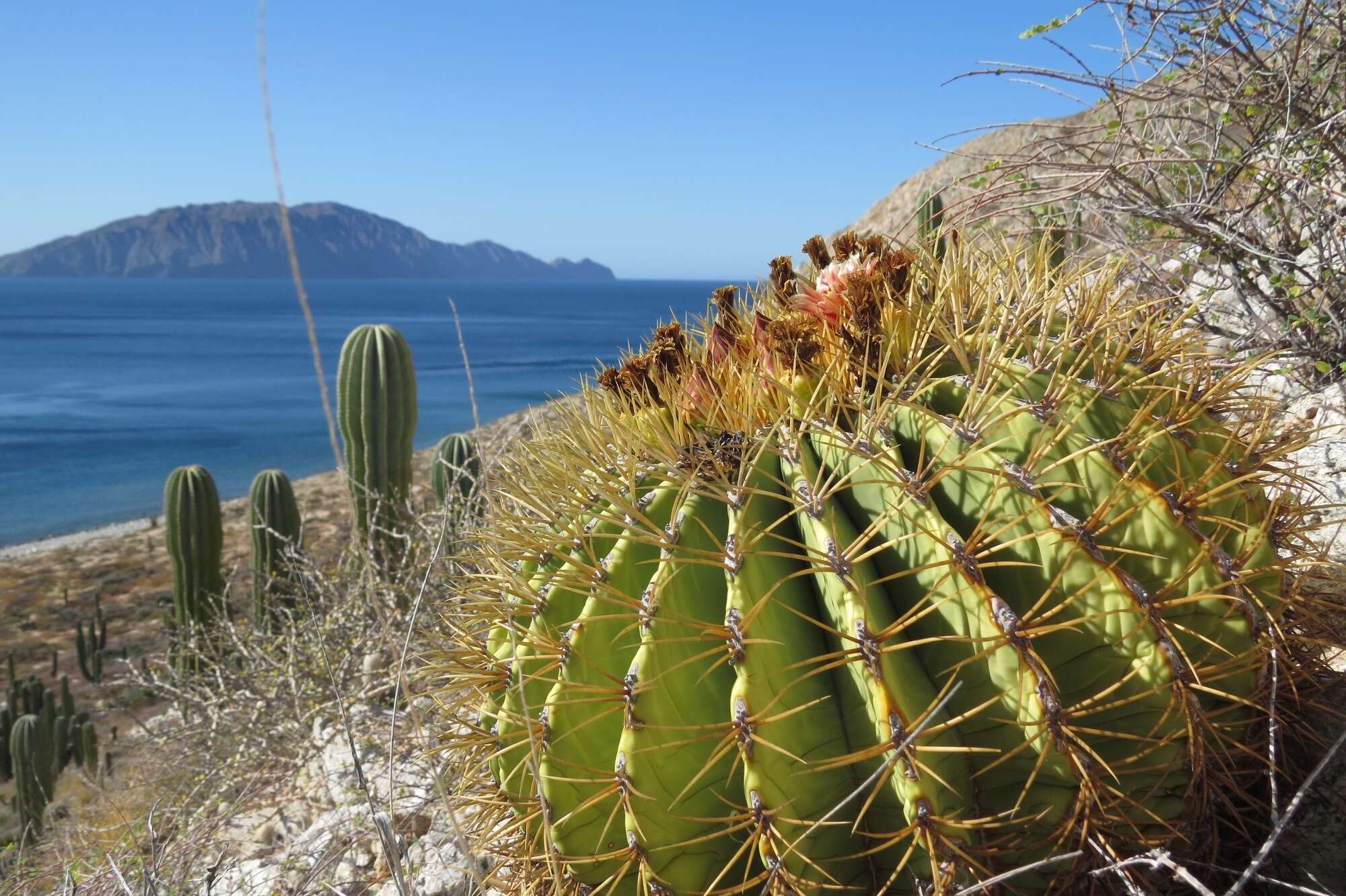 Image of Ferocactus diguetii subsp. diguetii