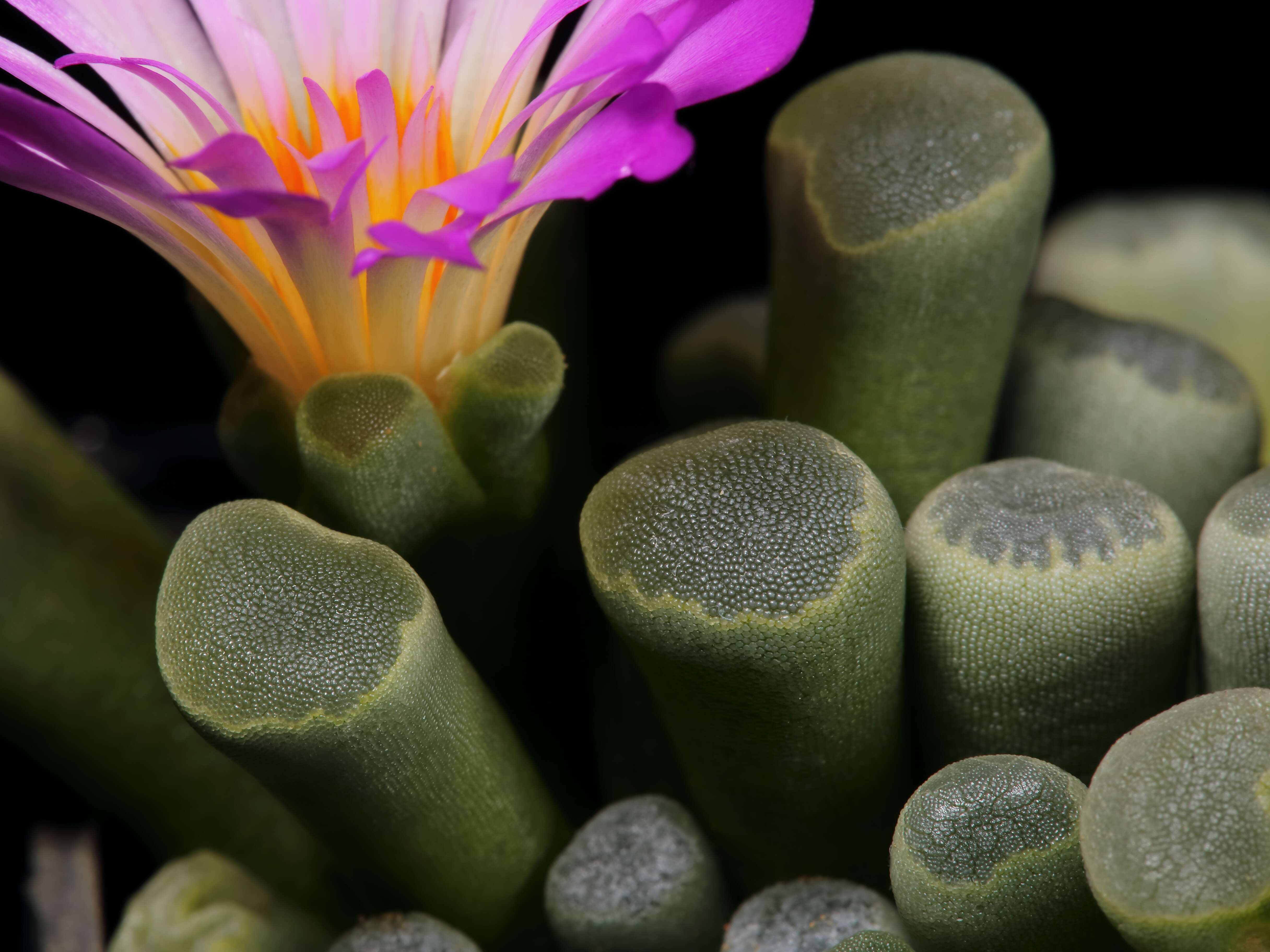 Image of Frithia pulchra N. E. Br.