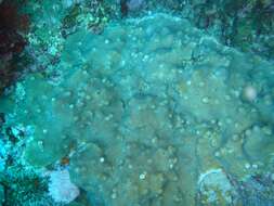 Image of boulder star coral