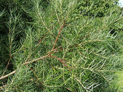 Image of Salix eleagnos