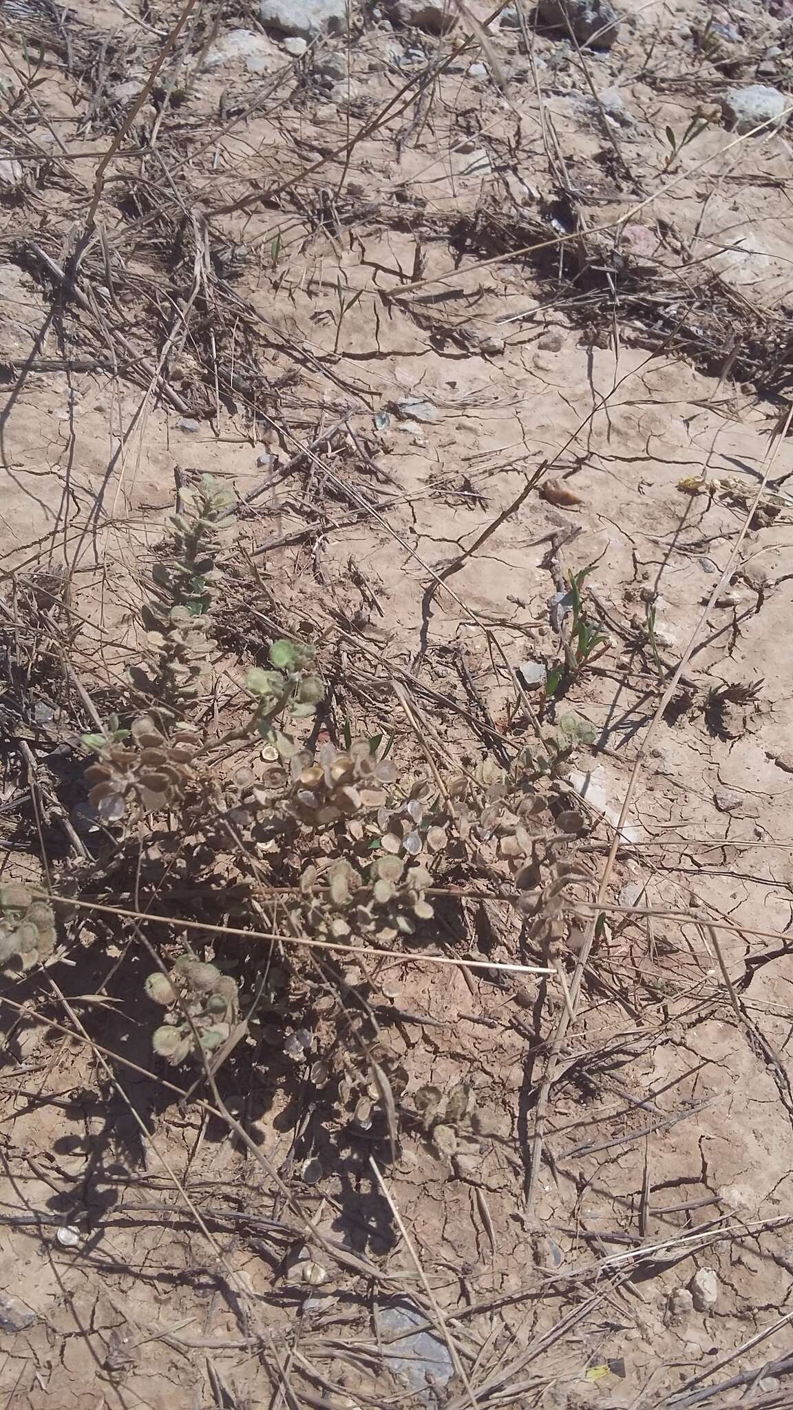 Image of Alyssum hirsutum M. Bieb.