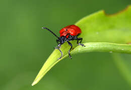 Image of Scarlet lily beetle