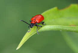 Image of Scarlet lily beetle