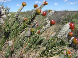 Image of Phylica cylindrica Wendl.