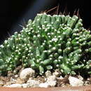 Mammillaria painteri Rose ex Quehl的圖片