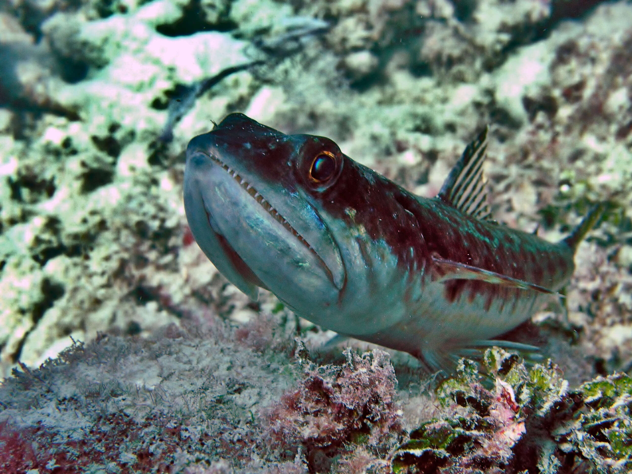 Image of Lizardfish