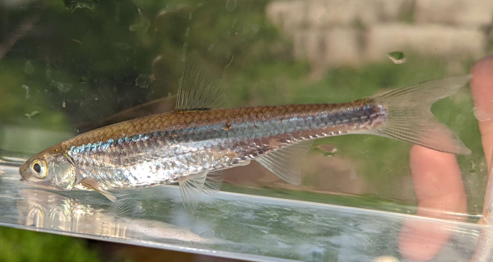 Image of Silver Shiner