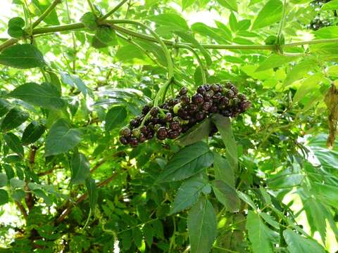 Image of Sambucus australis Cham. & Schltdl.