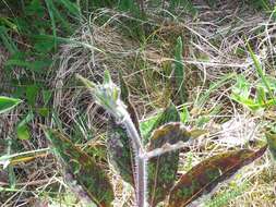 Imagem de Hieracium maculatum Schrank