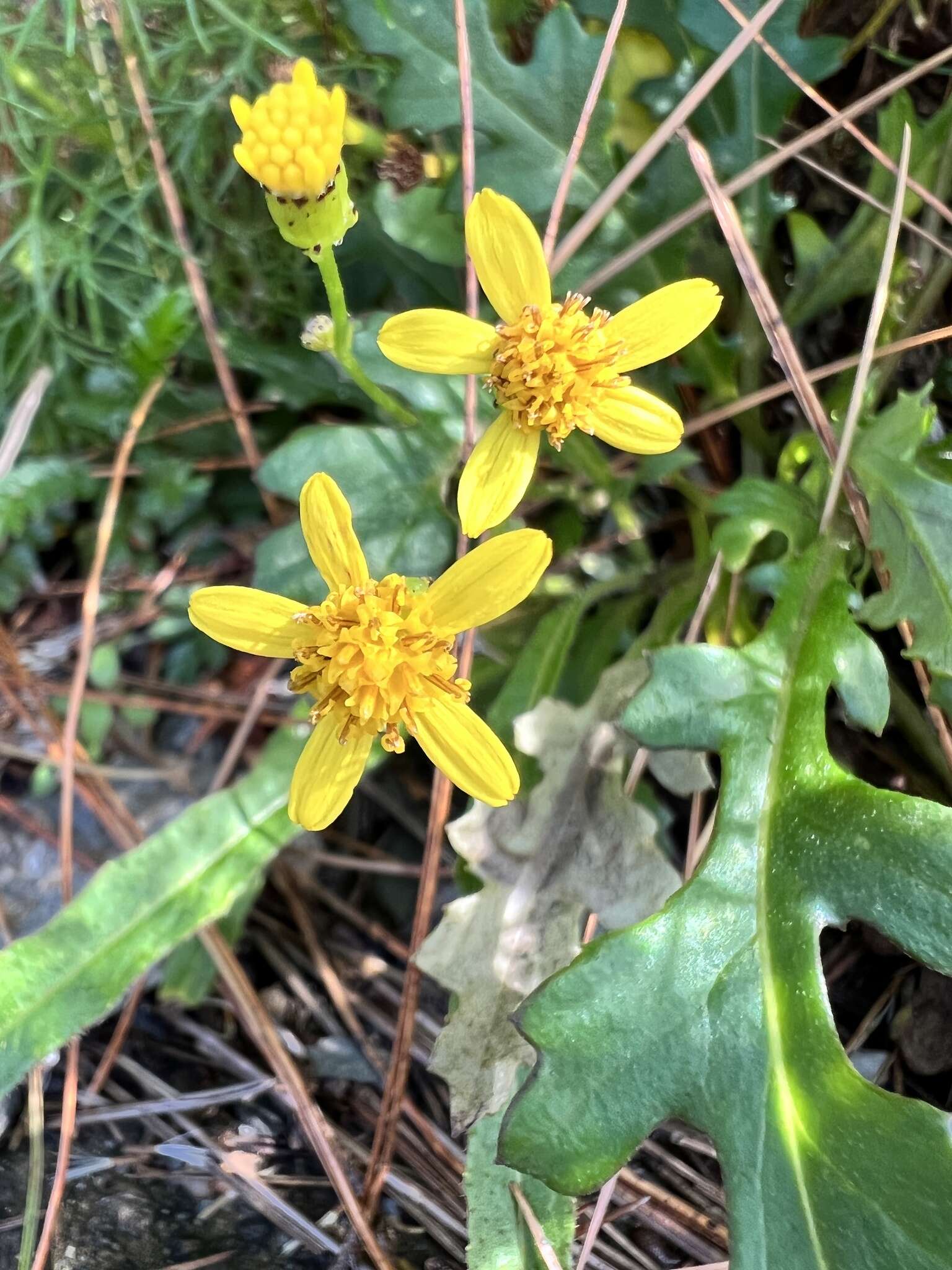 Plancia ëd Senecio morrisonensis Hayata