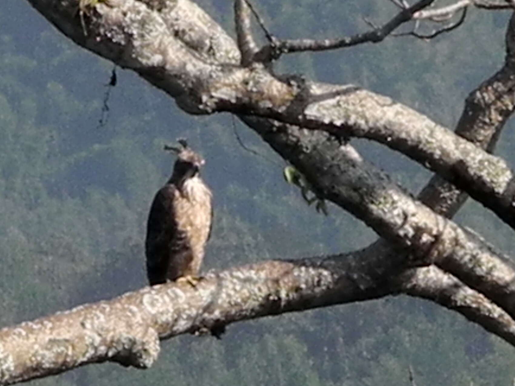 Nisaetus nipalensis Hodgson 1836 resmi