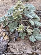 Image of Paria River Indian breadroot