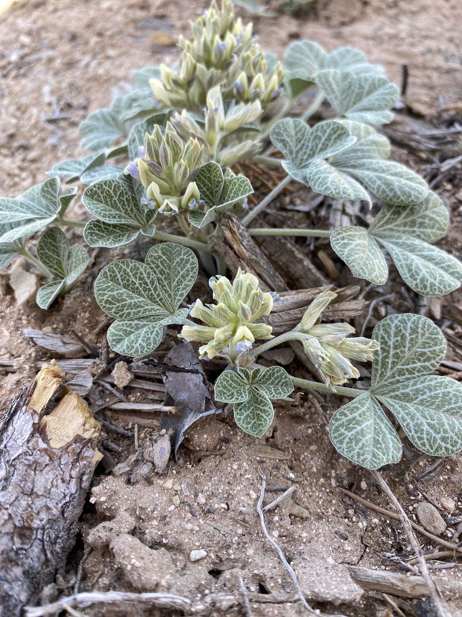 Image of Paria River Indian breadroot