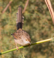 Слика од Prinia gracilis (Lichtenstein & Mhk 1823)