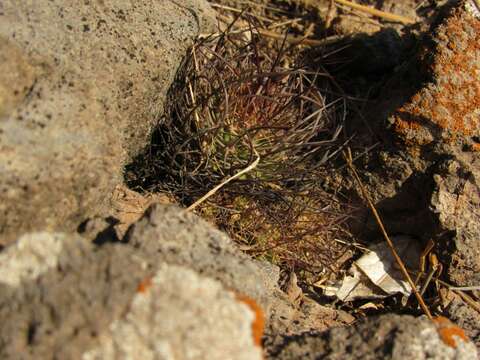 Image of Mammillaria bocensis R. T. Craig