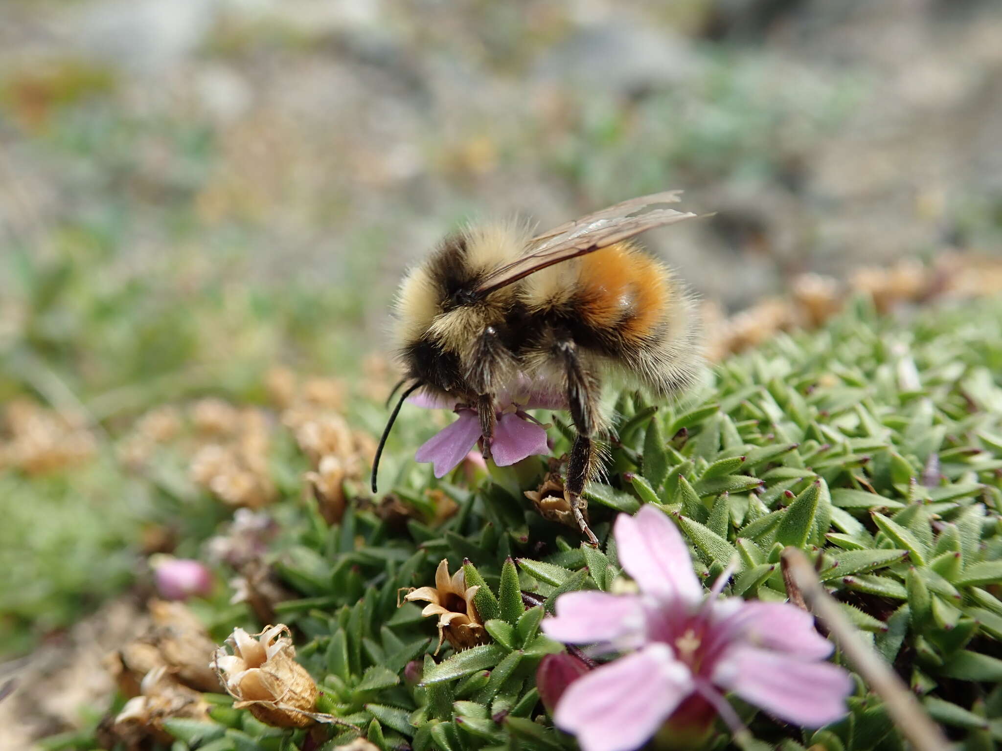 Image of Forest Bumble Bee