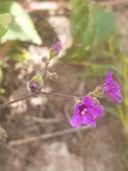 Image of Mirabilis ovata (Ruiz & Pav.) Meigen