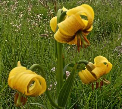 Слика од Lilium jankae A. Kern.