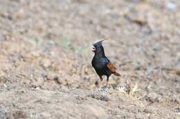 Plancia ëd Emberiza lathami Gray & JE 1831