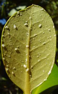 Image of Gray Mangrove