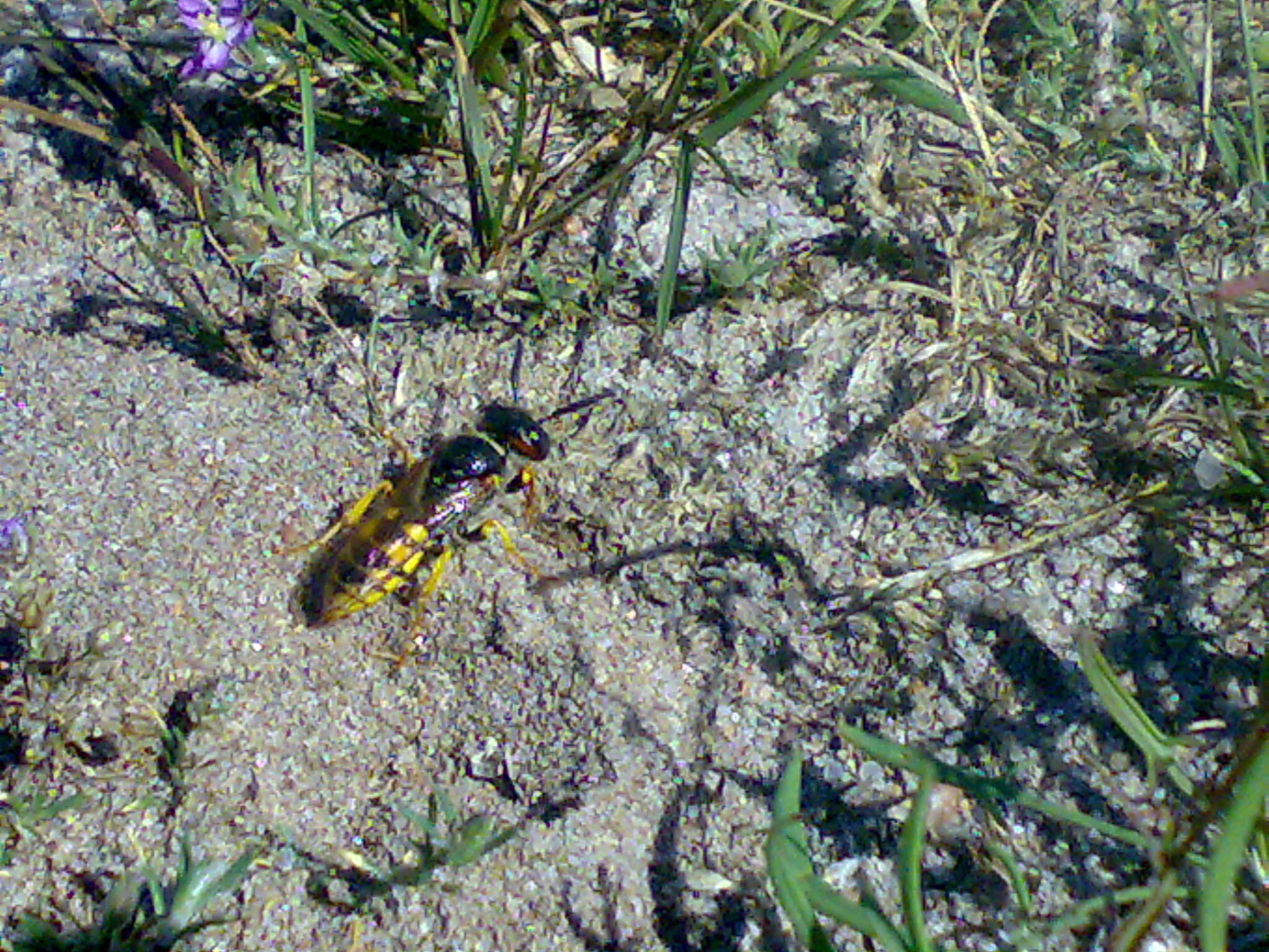 Image of Common wasp