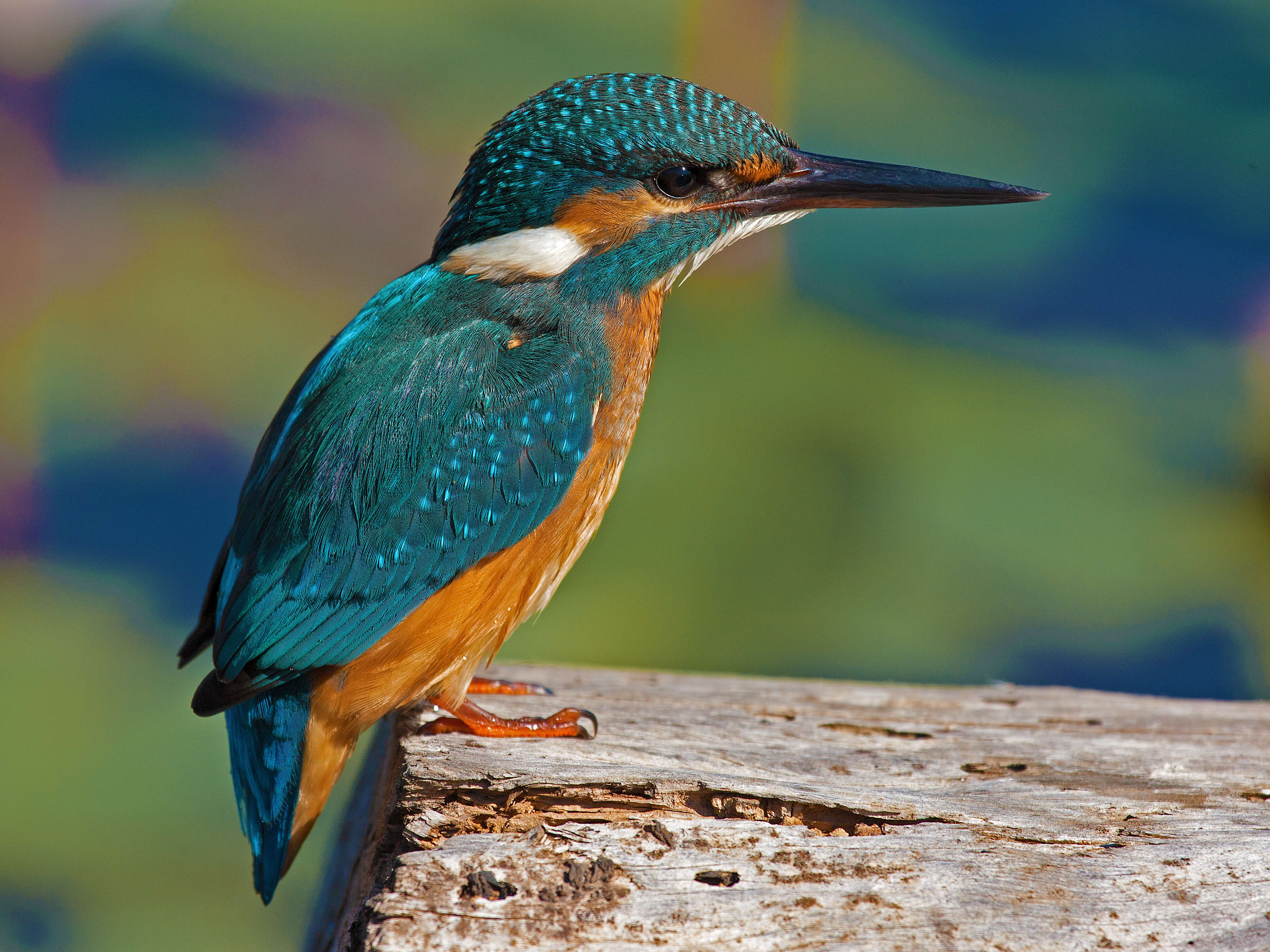 Image of Common Kingfisher