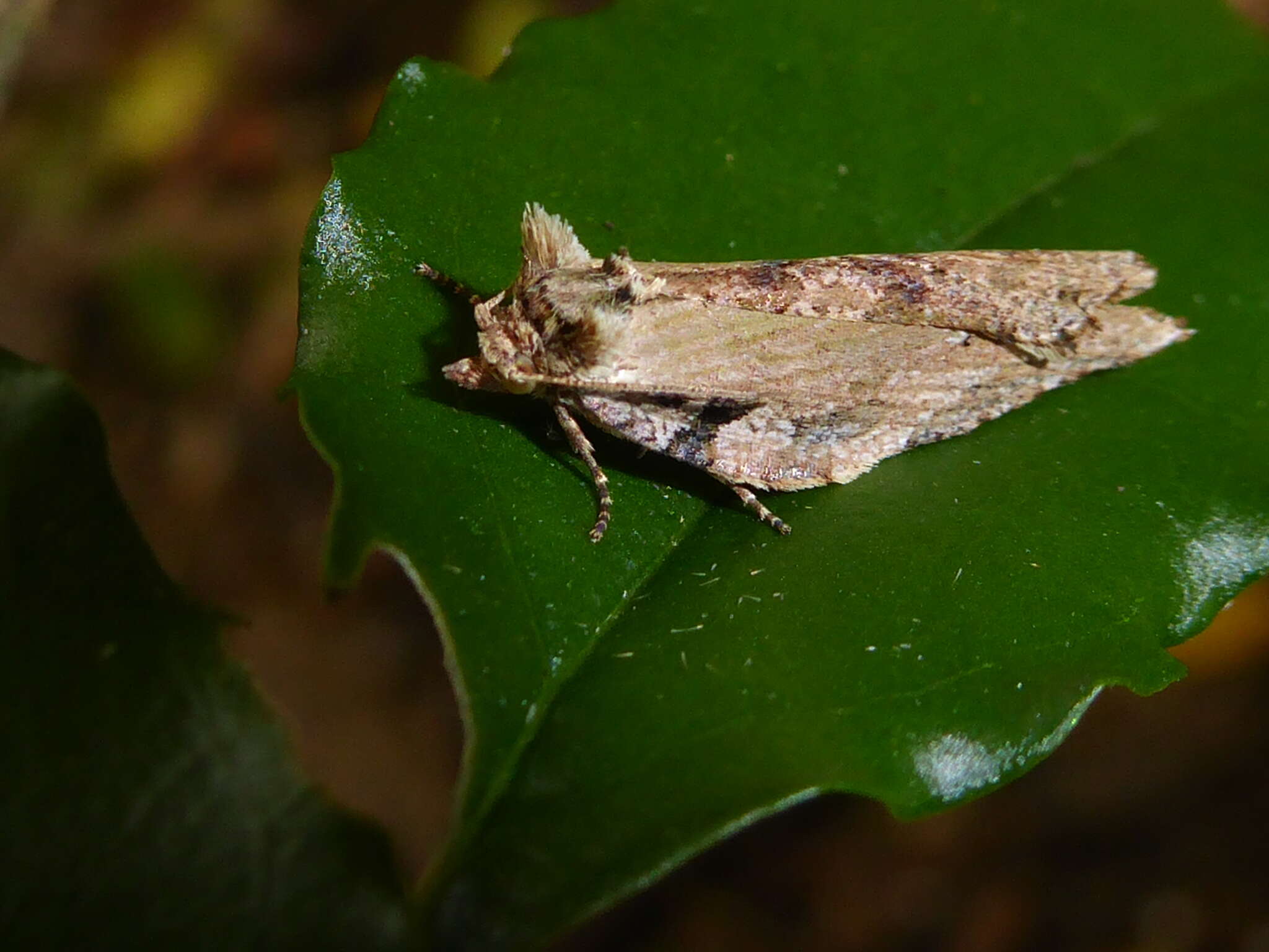 Image of brindled bell moth