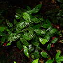 Image of Palicourea longiflora DC.