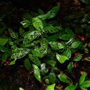 صورة Palicourea longiflora DC.