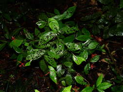 Image of Palicourea longiflora DC.