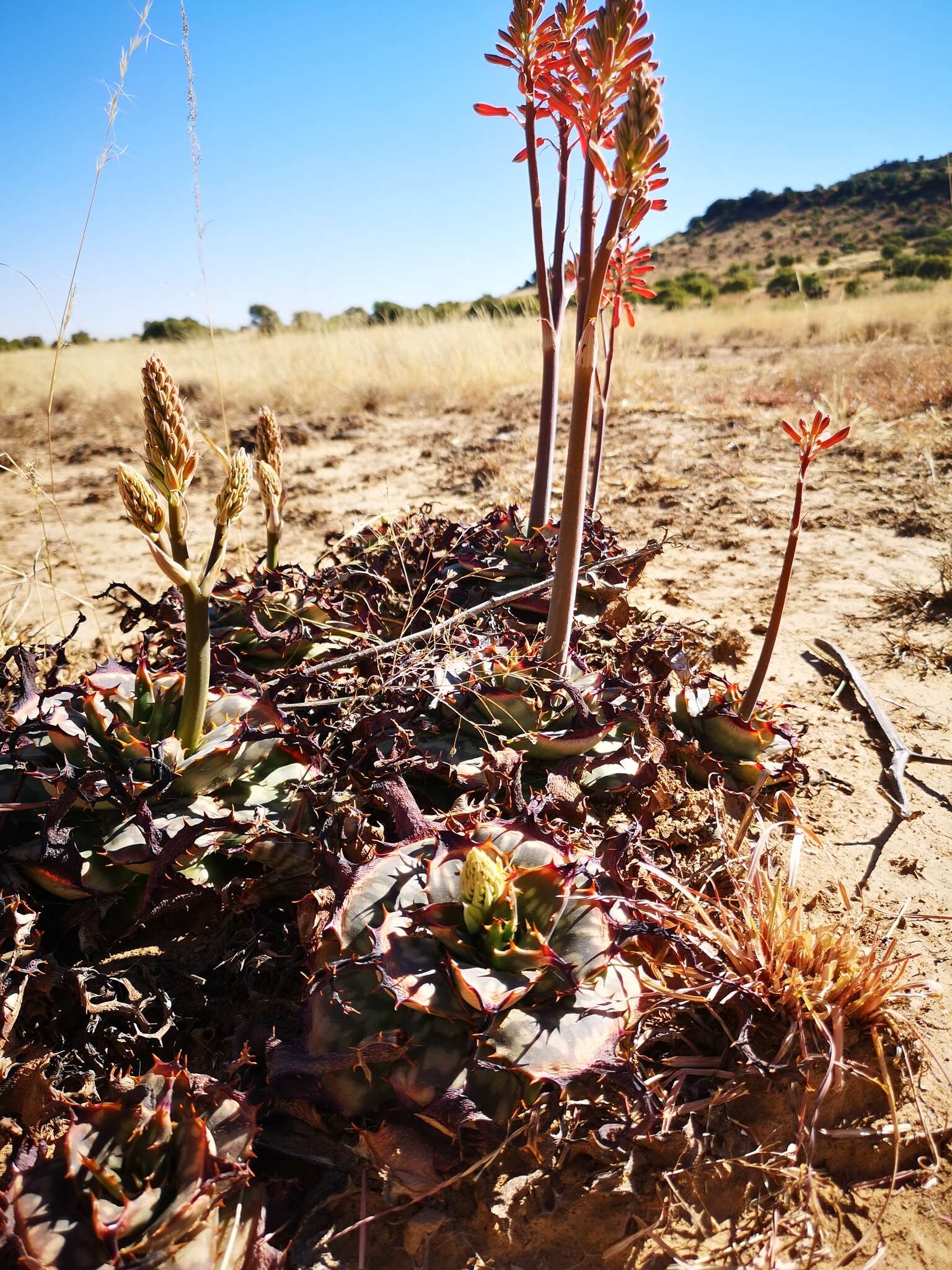 Aloe grandidentata Salm-Dyck resmi