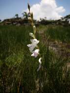 Imagem de Gladiolus ferrugineus Goldblatt & J. C. Manning