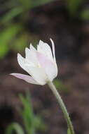 Image of Knowltonia caffra (Harv.) Christenh. & Byng