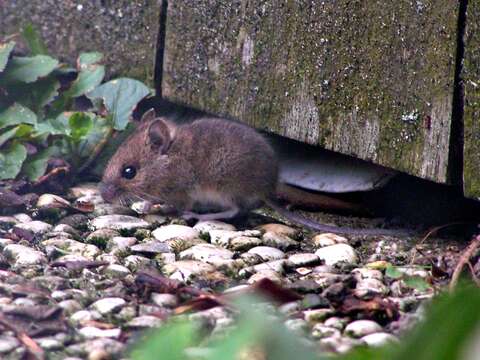 Image of wood mouse, long-tailed field mouse