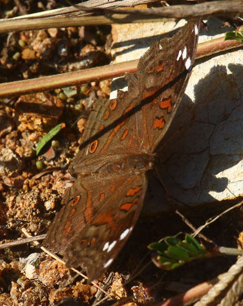 Imagem de Junonia natalica Felder 1860