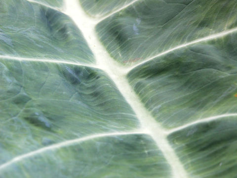 Image of Wild Taro