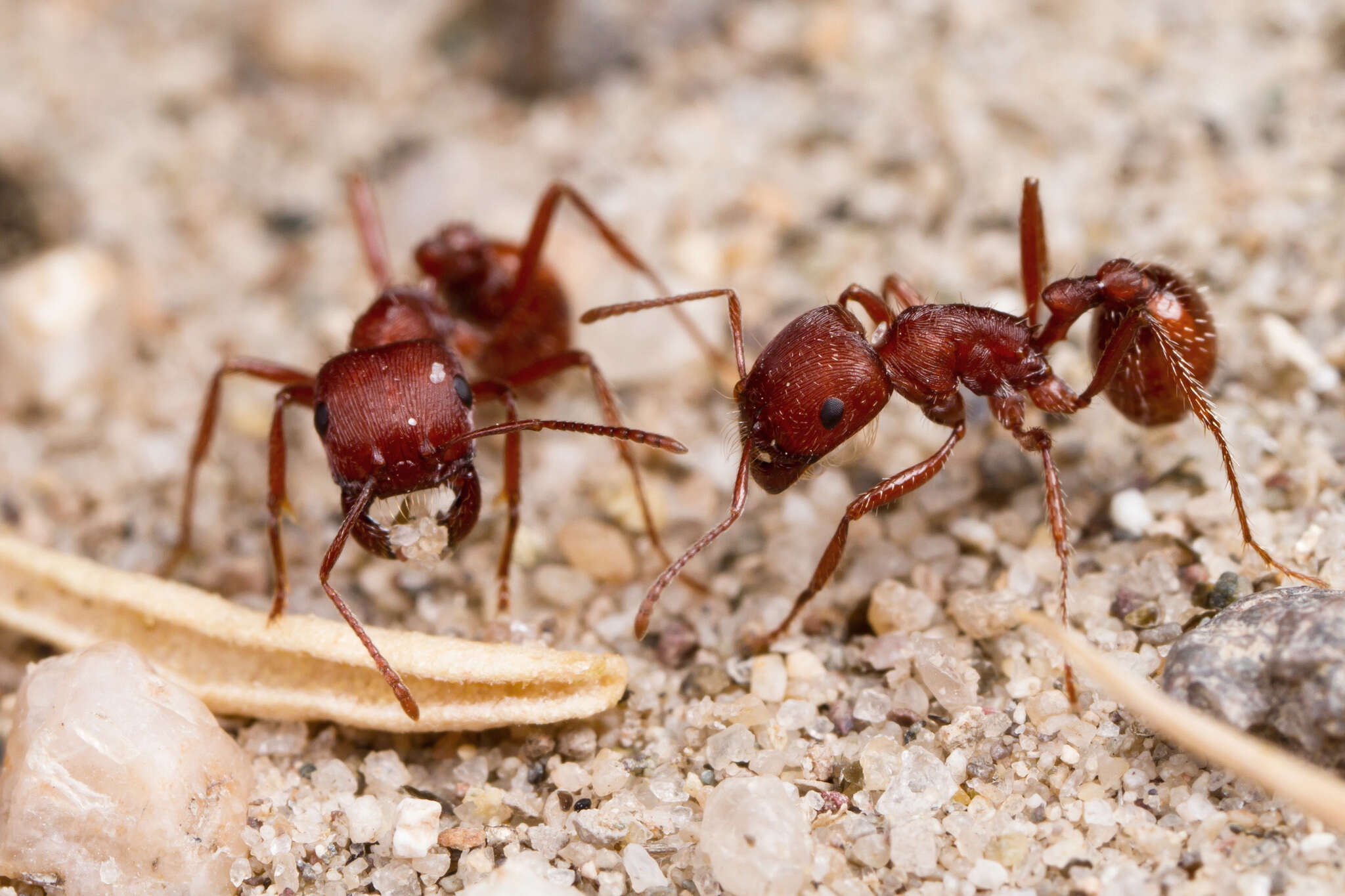 Слика од Pogonomyrmex subdentatus Mayr 1870