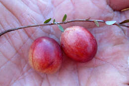 Image of Vaccinium macrocarpon