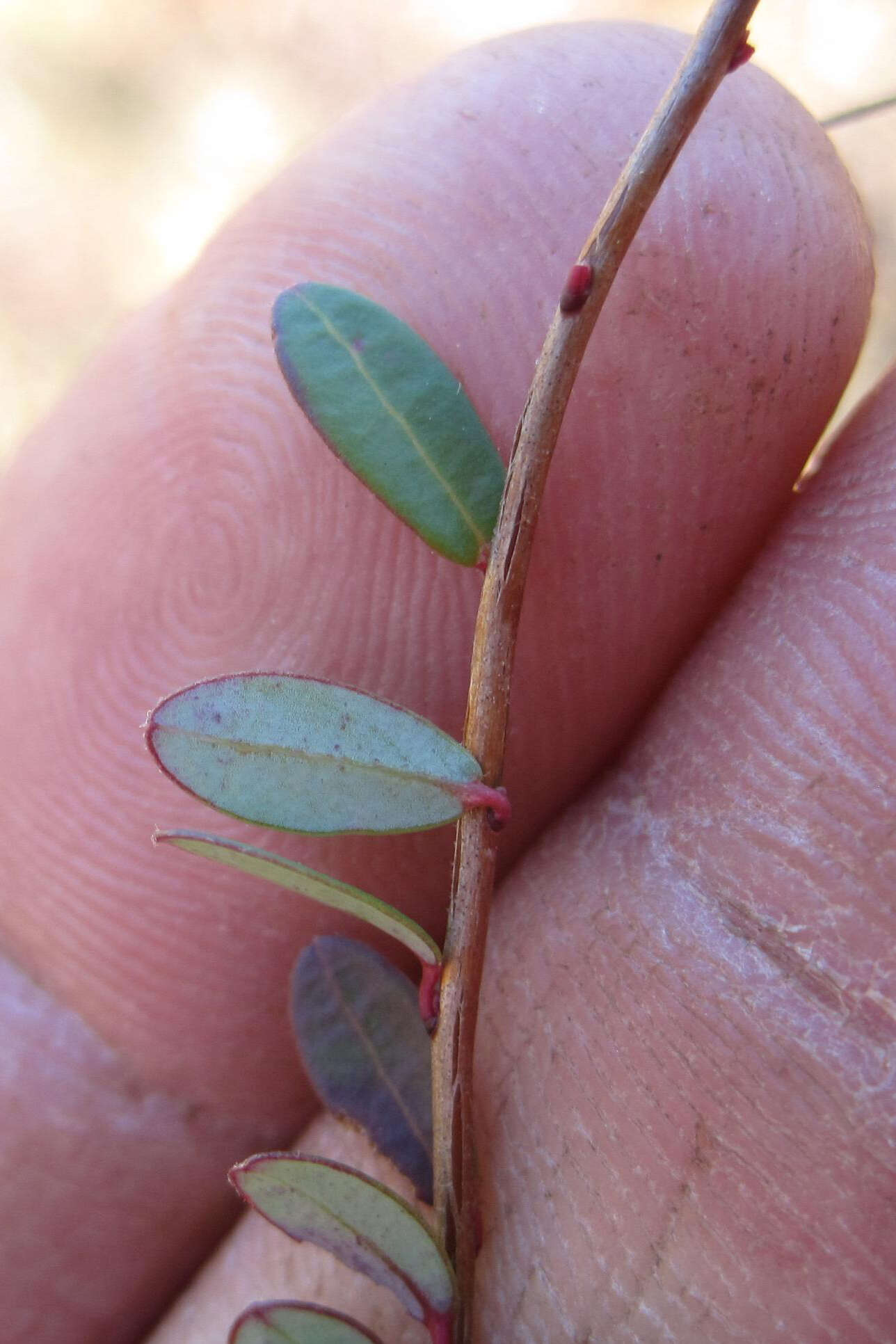 Image of Vaccinium macrocarpon