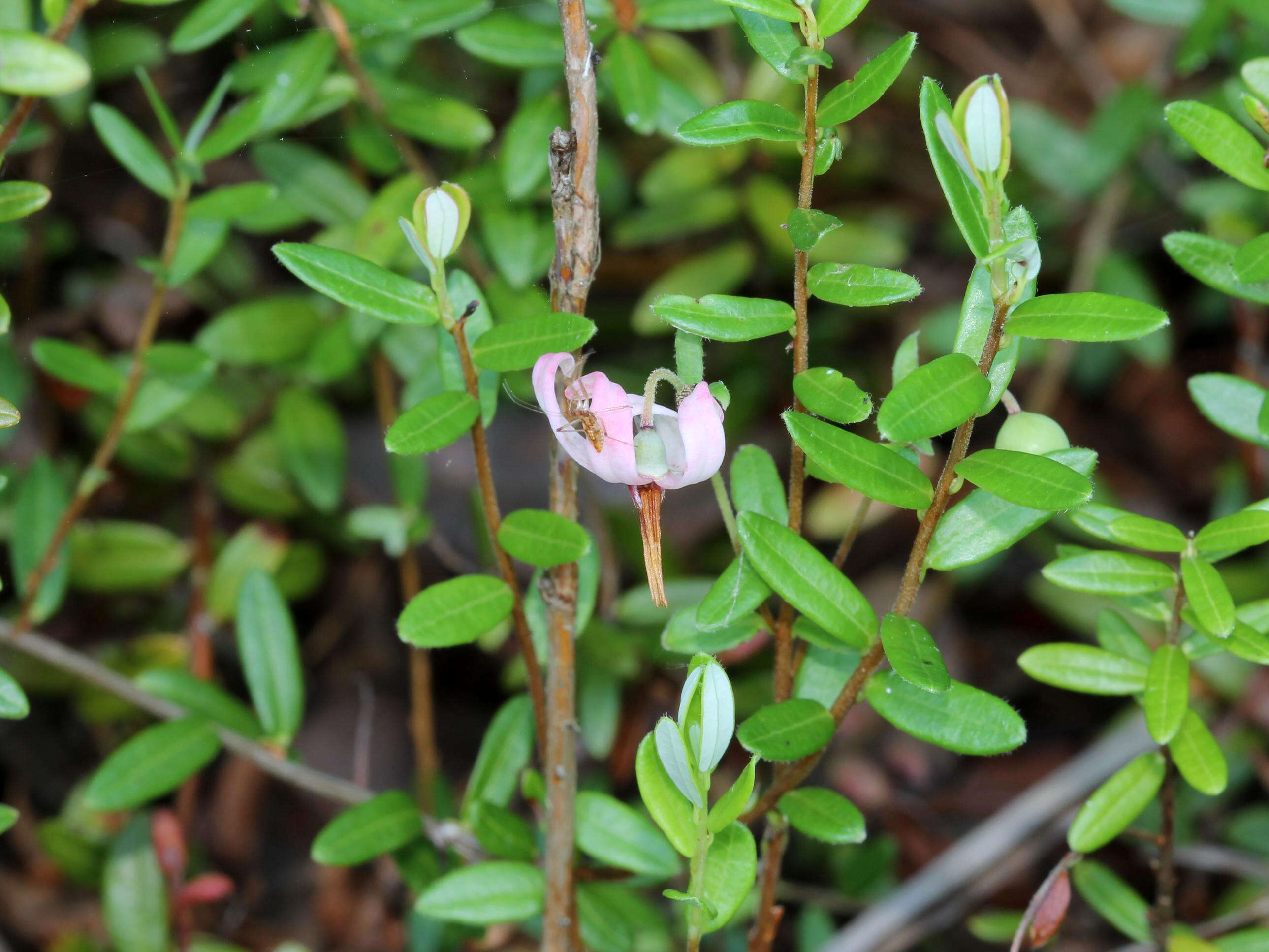 Image of Vaccinium macrocarpon