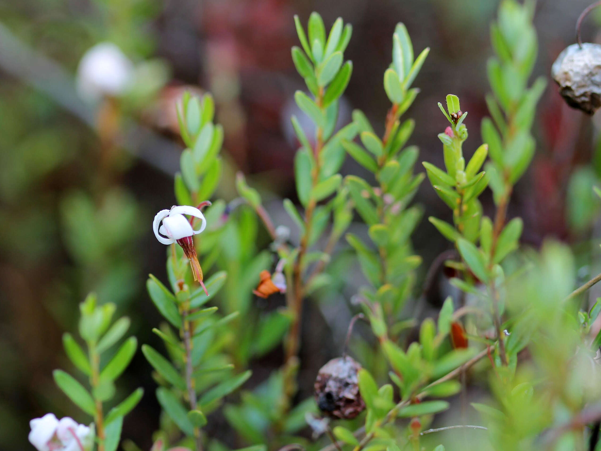 Image of Vaccinium macrocarpon