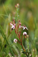 Image of Vaccinium macrocarpon