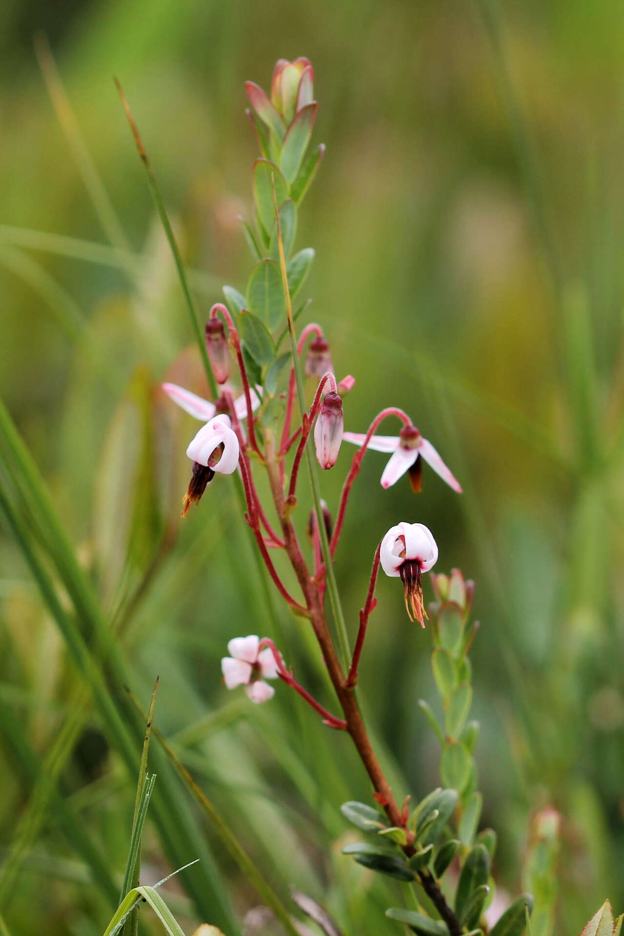 Vaccinium macrocarpon的圖片