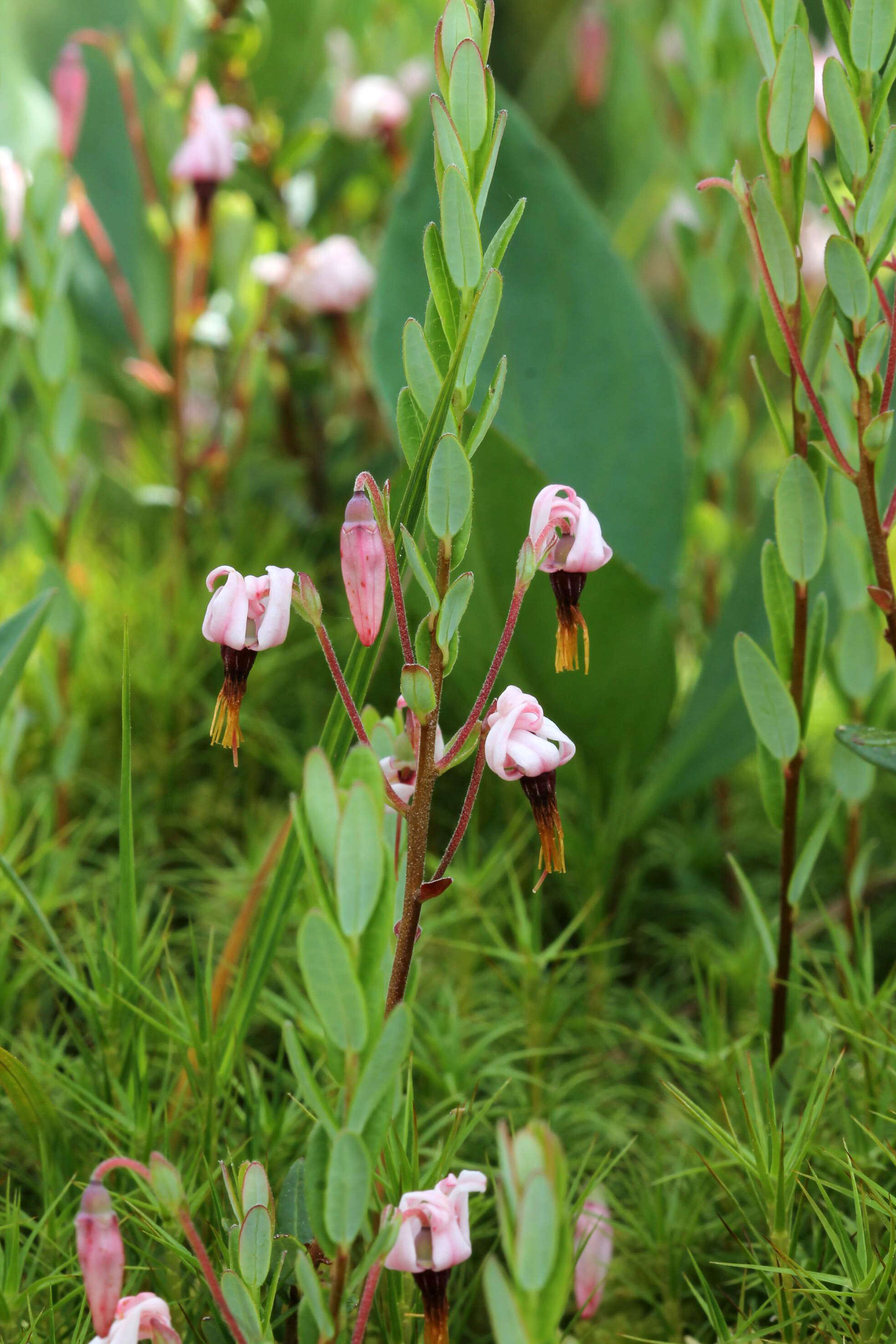 Vaccinium macrocarpon的圖片