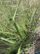 Image of sand lovegrass