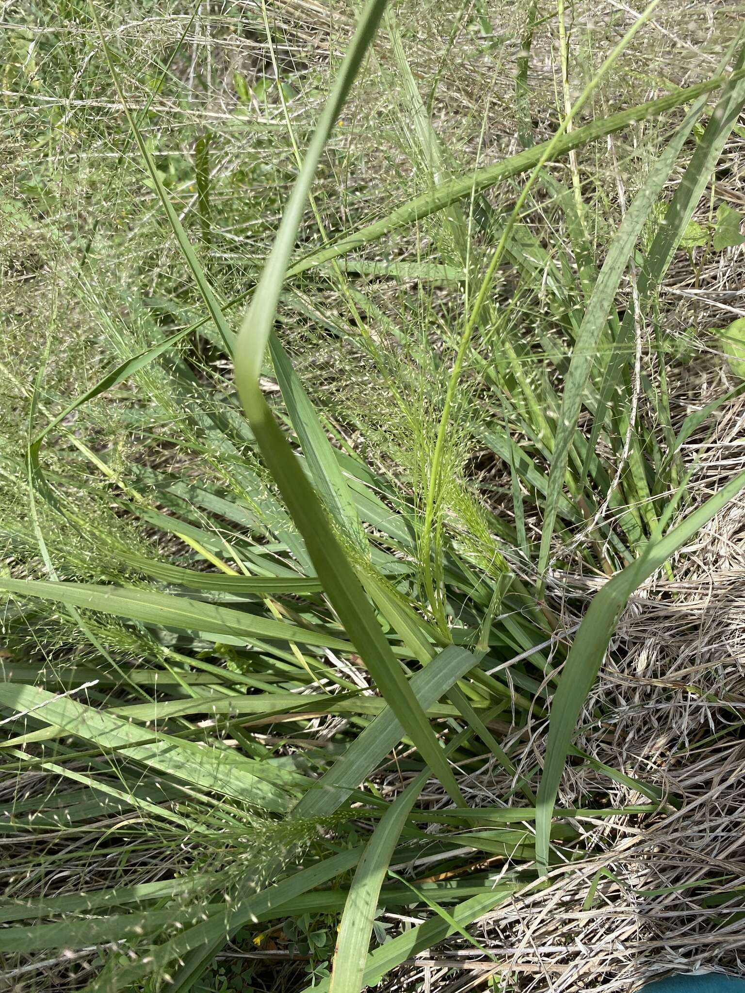 Eragrostis trichodes (Nutt.) Alph. Wood resmi