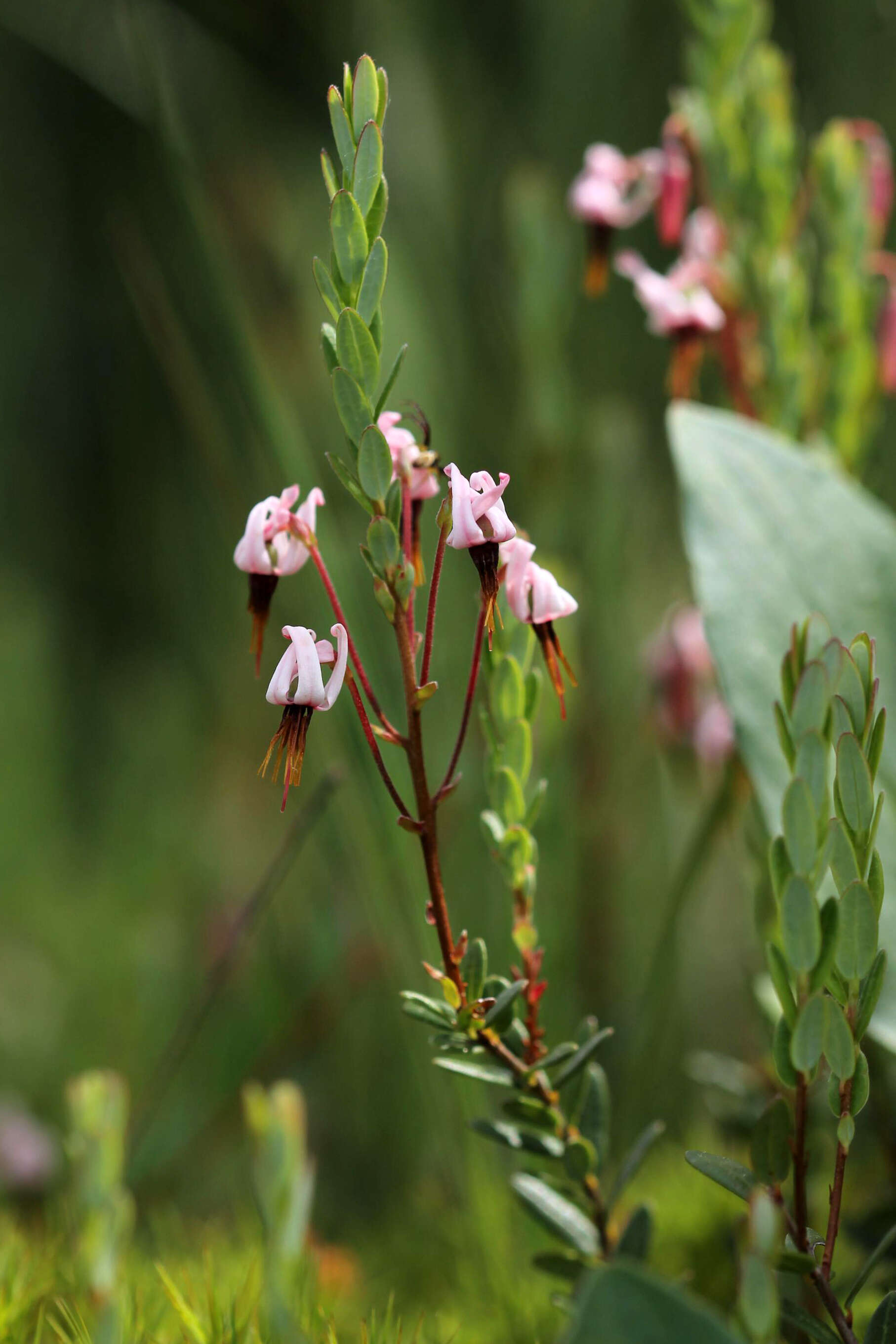 Image of Vaccinium macrocarpon